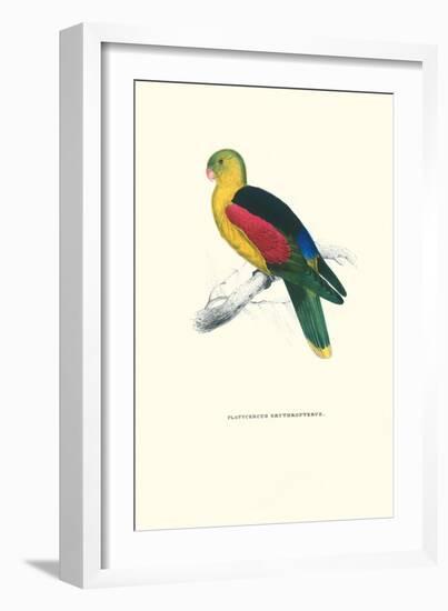 Crimson Winged Parakeet - Aprosmictus Erythropterus-Edward Lear-Framed Art Print