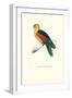 Crimson Winged Parakeet - Aprosmictus Erythropterus-Edward Lear-Framed Art Print