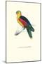 Crimson Winged Parakeet - Aprosmictus Erythropterus-Edward Lear-Mounted Art Print