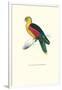 Crimson Winged Parakeet - Aprosmictus Erythropterus-Edward Lear-Framed Art Print