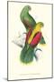 Crimson Winged Parakeet - Aprosmictus Erythropterus-Edward Lear-Mounted Art Print