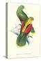 Crimson Winged Parakeet - Aprosmictus Erythropterus-Edward Lear-Stretched Canvas