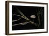 Crinipellis Scabella (Hairy Parachute)-Paul Starosta-Framed Photographic Print