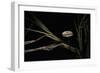 Crinipellis Scabella (Hairy Parachute)-Paul Starosta-Framed Photographic Print