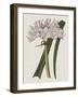 Crinium Lily I-Naomi McCavitt-Framed Art Print