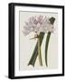 Crinium Lily I-Naomi McCavitt-Framed Art Print