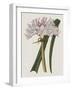 Crinium Lily I-Naomi McCavitt-Framed Art Print