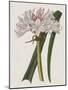 Crinium Lily I-Naomi McCavitt-Mounted Art Print