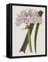 Crinium Lily I-Naomi McCavitt-Framed Stretched Canvas