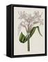 Crinium Lily II-Naomi McCavitt-Framed Stretched Canvas