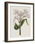 Crinium Lily II-Naomi McCavitt-Framed Art Print