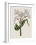 Crinium Lily II-Naomi McCavitt-Framed Art Print