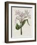 Crinium Lily II-Naomi McCavitt-Framed Art Print