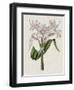 Crinium Lily II-Naomi McCavitt-Framed Art Print