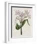 Crinium Lily II-Naomi McCavitt-Framed Art Print