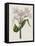 Crinium Lily II-Naomi McCavitt-Framed Stretched Canvas