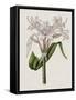 Crinium Lily II-Naomi McCavitt-Framed Stretched Canvas
