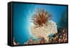 Crinoid (Comanthina) on a Small Table Coral, Raja Ampat, West Papua, Indonesia-Reinhard Dirscherl-Framed Stretched Canvas