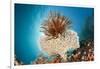 Crinoid (Comanthina) on a Small Table Coral, Raja Ampat, West Papua, Indonesia-Reinhard Dirscherl-Framed Photographic Print