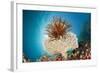 Crinoid (Comanthina) on a Small Table Coral, Raja Ampat, West Papua, Indonesia-Reinhard Dirscherl-Framed Photographic Print