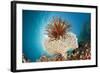 Crinoid (Comanthina) on a Small Table Coral, Raja Ampat, West Papua, Indonesia-Reinhard Dirscherl-Framed Photographic Print