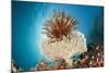 Crinoid (Comanthina) on a Small Table Coral, Raja Ampat, West Papua, Indonesia-Reinhard Dirscherl-Mounted Photographic Print