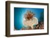 Crinoid (Comanthina) on a Small Table Coral, Raja Ampat, West Papua, Indonesia-Reinhard Dirscherl-Framed Photographic Print