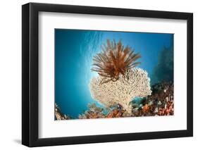 Crinoid (Comanthina) on a Small Table Coral, Raja Ampat, West Papua, Indonesia-Reinhard Dirscherl-Framed Photographic Print