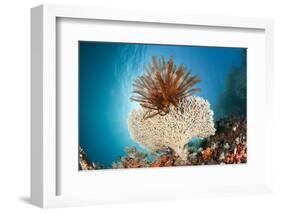 Crinoid (Comanthina) on a Small Table Coral, Raja Ampat, West Papua, Indonesia-Reinhard Dirscherl-Framed Photographic Print