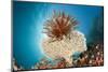 Crinoid (Comanthina) on a Small Table Coral, Raja Ampat, West Papua, Indonesia-Reinhard Dirscherl-Mounted Photographic Print