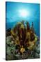 Crinoid (Comanthus Parvicirrus).-Reinhard Dirscherl-Stretched Canvas