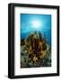 Crinoid (Comanthus Parvicirrus).-Reinhard Dirscherl-Framed Photographic Print