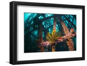 Crinoid (Crinoidea) on Artificial Reef. Mabul, Malaysia-Georgette Douwma-Framed Photographic Print