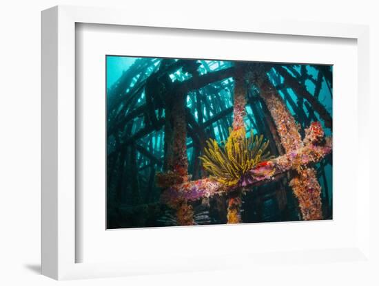 Crinoid (Crinoidea) on Artificial Reef. Mabul, Malaysia-Georgette Douwma-Framed Photographic Print