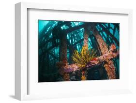 Crinoid (Crinoidea) on Artificial Reef. Mabul, Malaysia-Georgette Douwma-Framed Photographic Print