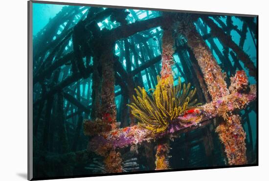 Crinoid (Crinoidea) on Artificial Reef. Mabul, Malaysia-Georgette Douwma-Mounted Photographic Print