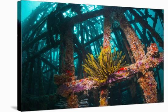 Crinoid (Crinoidea) on Artificial Reef. Mabul, Malaysia-Georgette Douwma-Stretched Canvas