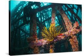 Crinoid (Crinoidea) on Artificial Reef. Mabul, Malaysia-Georgette Douwma-Stretched Canvas