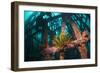 Crinoid (Crinoidea) on Artificial Reef. Mabul, Malaysia-Georgette Douwma-Framed Photographic Print