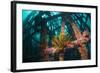 Crinoid (Crinoidea) on Artificial Reef. Mabul, Malaysia-Georgette Douwma-Framed Photographic Print