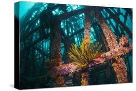 Crinoid (Crinoidea) on Artificial Reef. Mabul, Malaysia-Georgette Douwma-Stretched Canvas