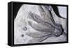 Crinoid Fossil, 'Sea Lilies' Triassic Period 240 MYA-null-Framed Stretched Canvas