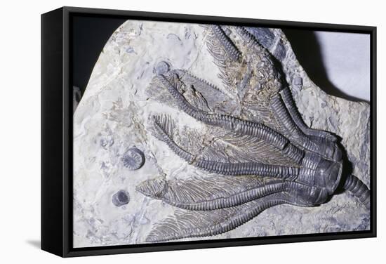 Crinoid Fossil, 'Sea Lilies' Triassic Period 240 MYA-null-Framed Stretched Canvas