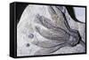 Crinoid Fossil, 'Sea Lilies' Triassic Period 240 MYA-null-Framed Stretched Canvas