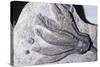 Crinoid Fossil, 'Sea Lilies' Triassic Period 240 MYA-null-Stretched Canvas