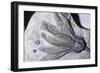 Crinoid Fossil, 'Sea Lilies' Triassic Period 240 MYA-null-Framed Photographic Print