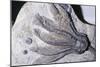 Crinoid Fossil, 'Sea Lilies' Triassic Period 240 MYA-null-Mounted Photographic Print