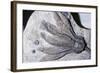 Crinoid Fossil, 'Sea Lilies' Triassic Period 240 MYA-null-Framed Photographic Print