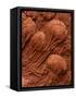 Crinoid Fossils-Mark E. Gibson-Framed Stretched Canvas