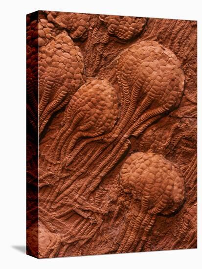 Crinoid Fossils-Mark E. Gibson-Stretched Canvas